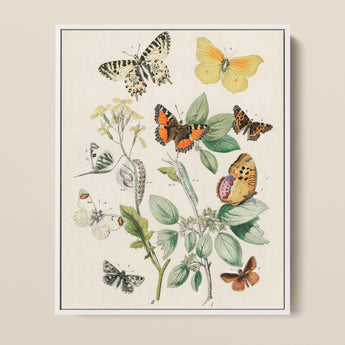 Framed Botanical Illustration Print Variety Butterflies Plants Soft William Forsell Kirby, European, Kirby’s 19th-century