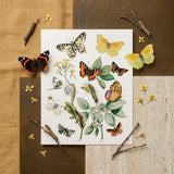 European Butterflies & Moths 3 - William Forsell Kirby Art Print / Canvas Detailed Botanical Illustration Print Variety Butterflies