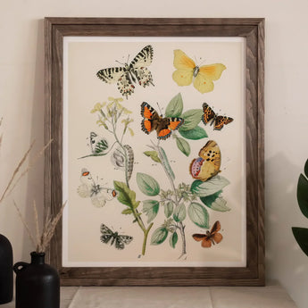 European Butterflies & Moths 3 - William Forsell Kirby Art Print / Canvas Framed Botanical Illustration Colorful Butterflies Plants William