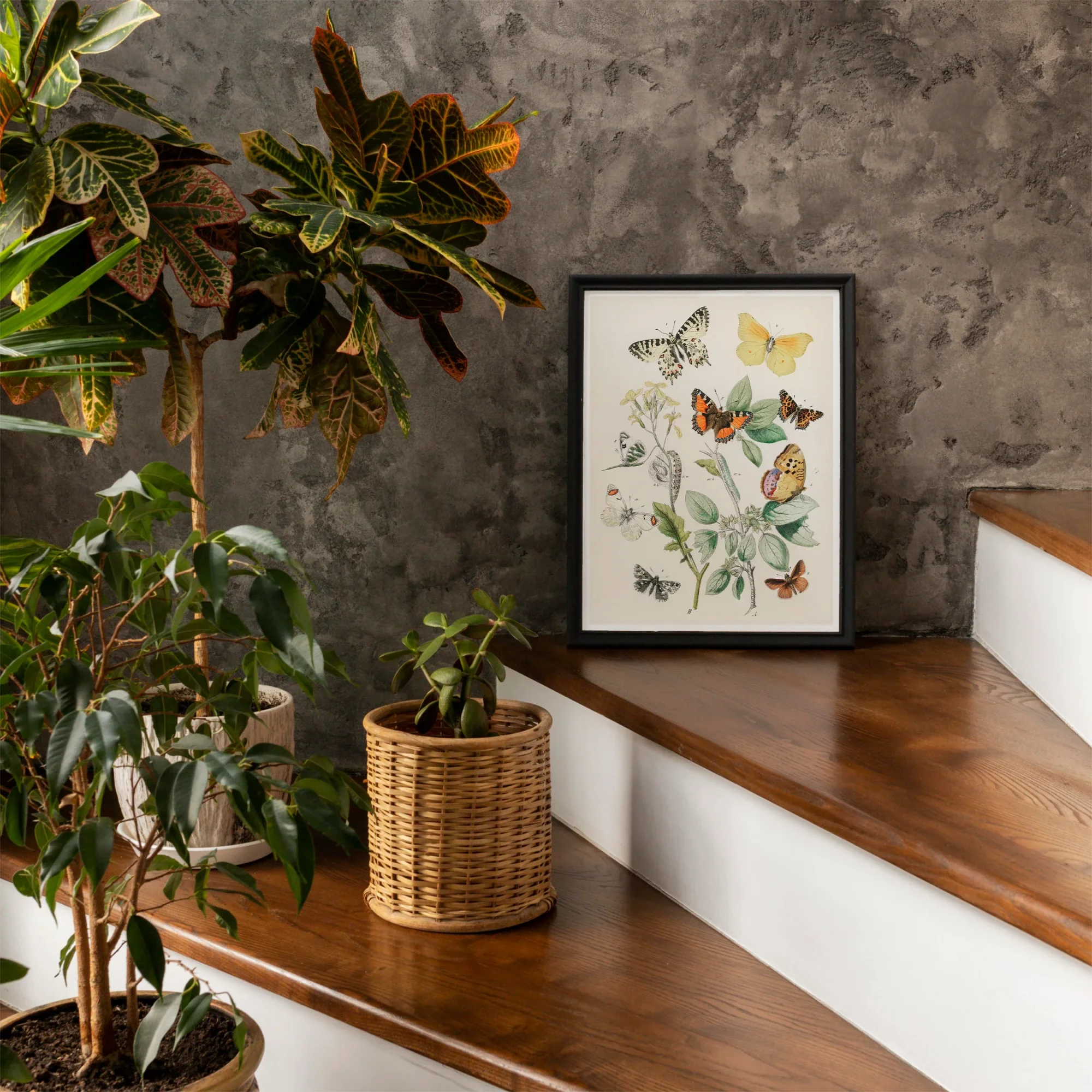 European Butterflies & Moths 3 - William Forsell Kirby Art Print, Framed Botanical Print Colorful Butterflies Delicate Plant Illustrations