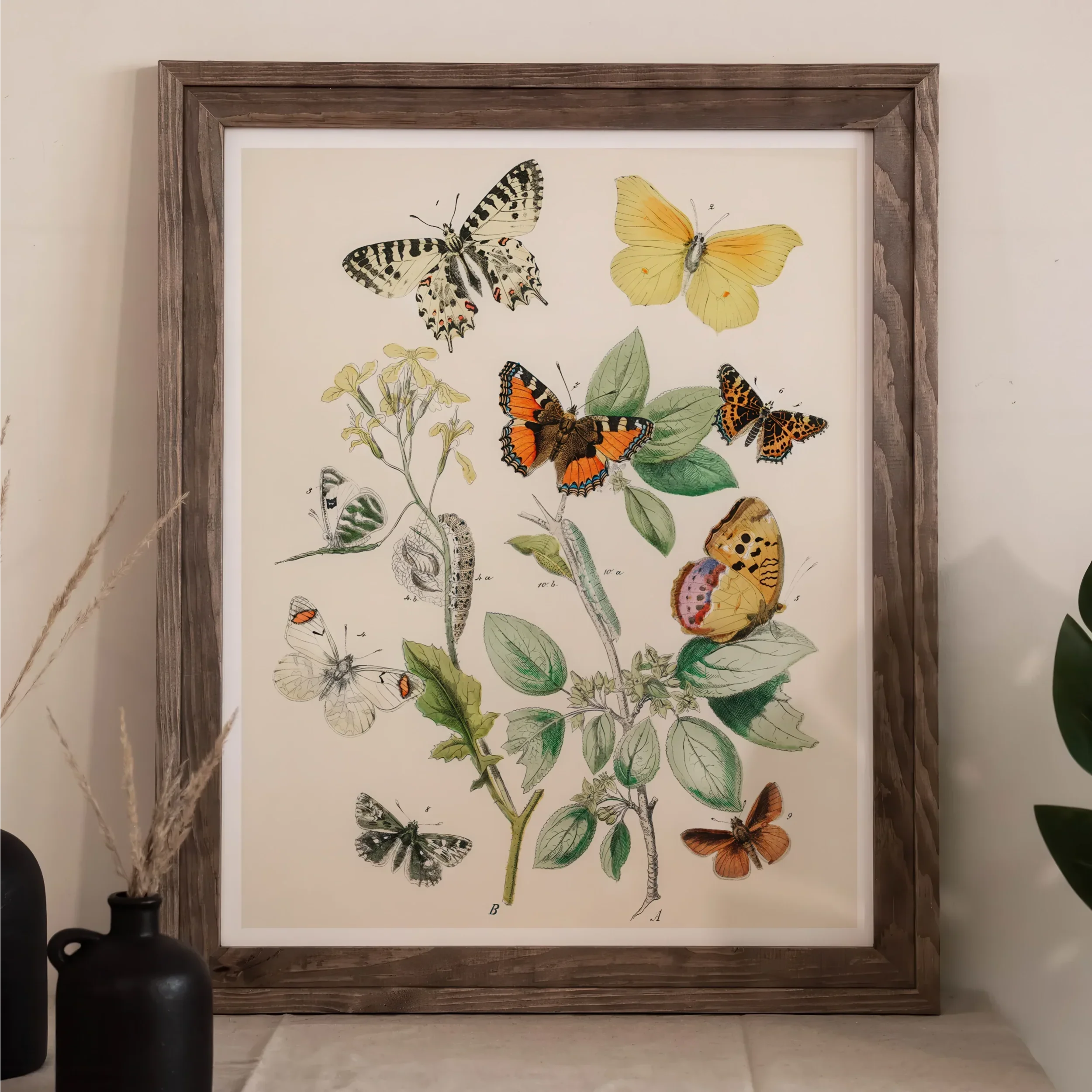 European Butterflies & Moths 3 - William Forsell Kirby Art Print Posters Prints Visual Artwork