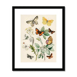 European Butterflies & Moths 3 - William Forsell Kirby Art Print, Vintage Botanical Illustration Butterflies Plants Delicate Arrangement