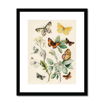 European Butterflies & Moths 3 - William Forsell Kirby Art Print, Vintage Botanical Illustration Butterflies Plants Delicate Arrangement