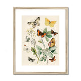 European Butterflies & Moths 3 - William Forsell Kirby Art Print, Vintage Botanical Illustration Butterflies Plants Wooden Frame
