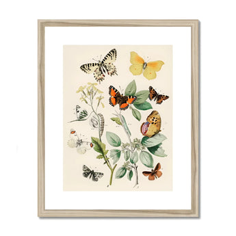European Butterflies & Moths 3 - William Forsell Kirby Art Print, Vintage Botanical Illustration Butterflies Plants Wooden Frame
