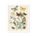 European Butterflies & Moths 3 William Forsell Kirby Art Print, Vintage Botanical Illustration Butterflies Moths Plant Stems