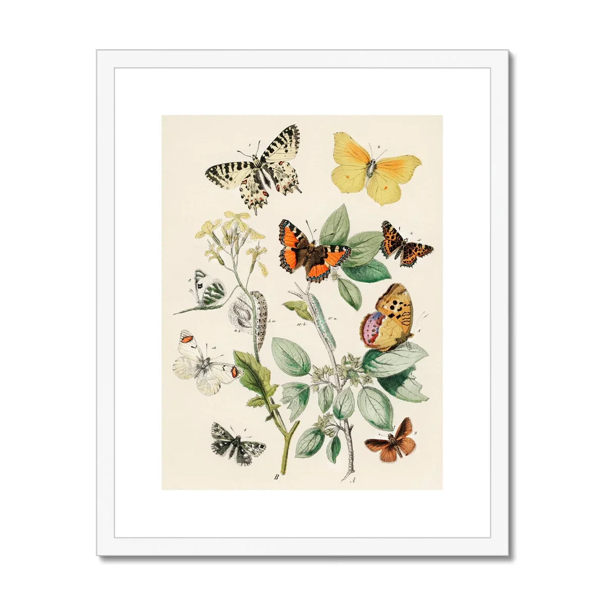 European Butterflies & Moths 3 William Forsell Kirby Art Print, Vintage Botanical Illustration Butterflies Plant Stems Leaves