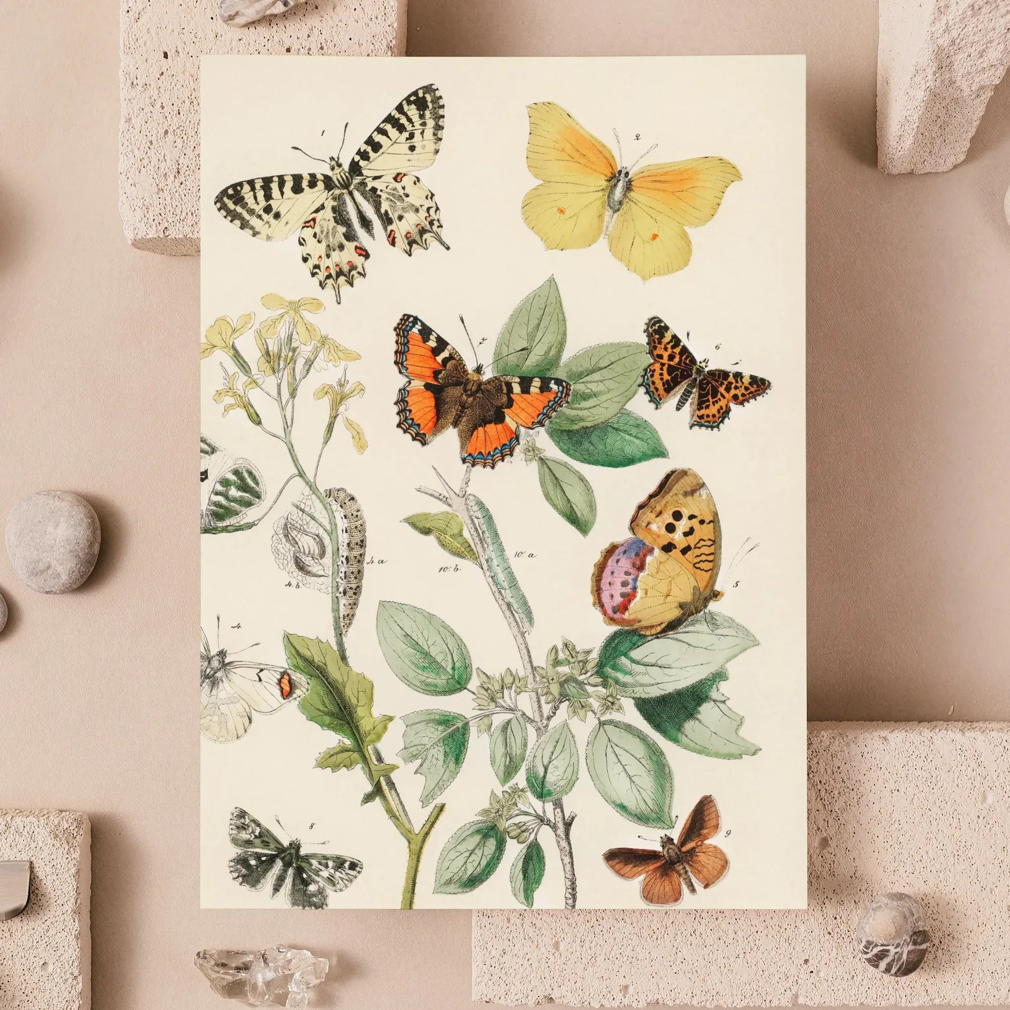 European Butterflies And Moths 3 - William Forsell Kirby Greeting Card - Greeting & Note Cards - Aesthetic Art