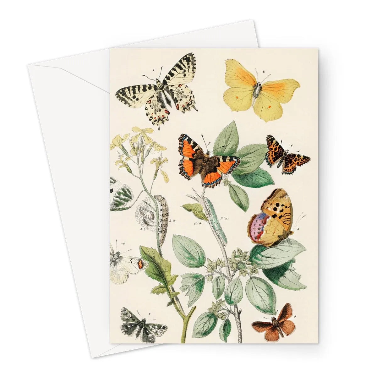 European Butterflies And Moths 3 By William Forsell Kirby Greeting Card - A5 Portrait / 1 Card - Notebooks & Notepads