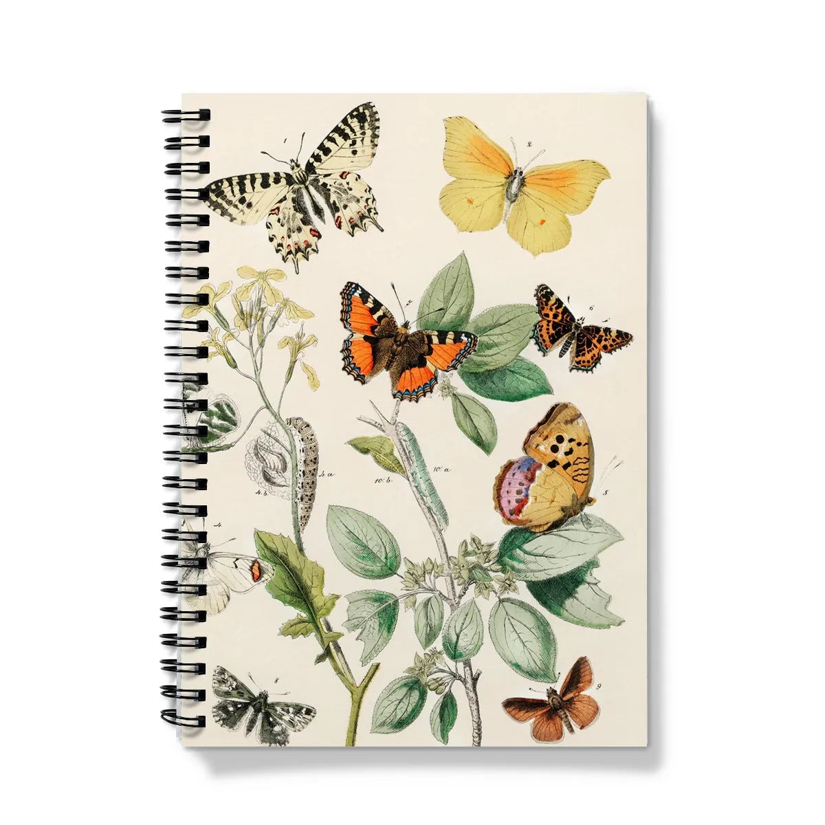 European Butterflies And Moths 3 By William Forsell Kirby Notebook - A5 / Graph - Notebooks & Notepads - Aesthetic Art