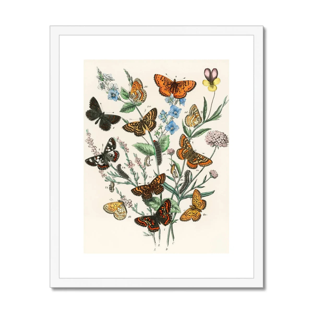 European Butterflies & Moths - William Forsell Kirby Art Print Posters Prints Visual Artwork