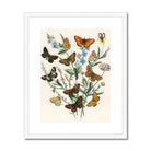 European Butterflies & Moths - William Forsell Kirby Art Print Posters Prints Visual Artwork