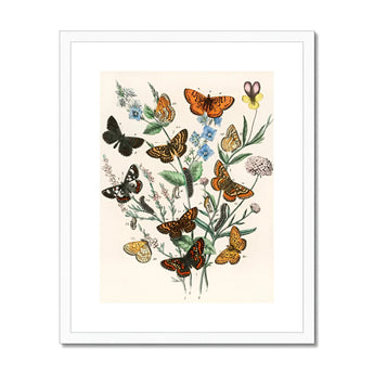 European Butterflies & Moths - William Forsell Kirby Art Print, Botanical Illustration Butterflies Delicate Blue Flowers Foliage