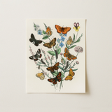 European Butterflies & Moths - William Forsell Kirby Art Print / Canvas, 11x14’’ / 28x36cm / Unframed / no Border, Posters Prints Visual