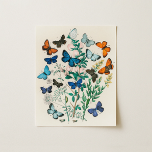 European Butterflies & Moths - William Forsell Kirby Art Print / Canvas, 11x14’’ / 28x36cm / Unframed / no Border, Posters Prints Visual
