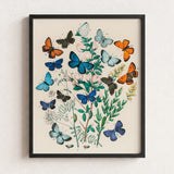 Framed Botanical Illustration Vibrant Array Butterflies Shades Blue William Forsell Kirby, Victorian Naturalist’s Paradise, European
