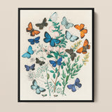 Framed Botanical Illustration Vibrant Array Butterflies Shades Blue William Forsell Kirby, Victorian Naturalist’s Paradise, European