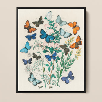 Framed Botanical Illustration Vibrant Array Butterflies Shades Blue William Forsell Kirby, Victorian Naturalist’s Paradise, European
