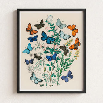 Framed Botanical Illustration Vibrant Array Butterflies Shades Blue William Forsell Kirby, Victorian Naturalist’s Paradise, European