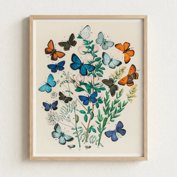 Framed Botanical Illustration Vibrant Array Butterflies Shades Blue William Forsell Kirby, Victorian Naturalist’s Paradise, European