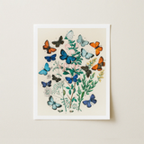 Framed Botanical Illustration Print Vibrant Array Butterflies Shades William Forsell Kirby, Victorian Naturalist’s Paradise, European