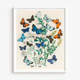 Framed Botanical Illustration Vibrant Array Butterflies Shades Blue William Forsell Kirby, Victorian Naturalist’s Paradise, European