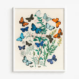 Framed Botanical Illustration Vibrant Array Butterflies Shades Blue William Forsell Kirby, Victorian Naturalist’s Paradise, European