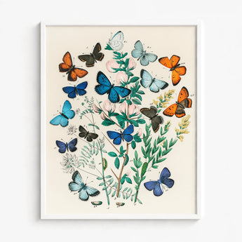 Framed Botanical Illustration Vibrant Array Butterflies Shades Blue William Forsell Kirby, Victorian Naturalist’s Paradise, European