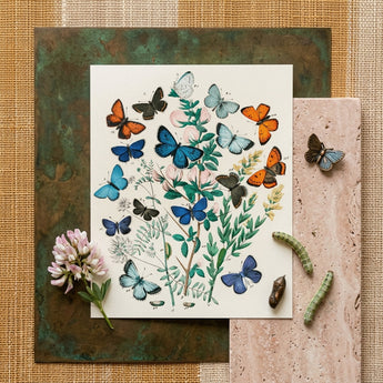 European Butterflies & Moths - William Forsell Kirby Art Print / Canvas Detailed Botanical Illustration Print Vibrant Butterflies Shades