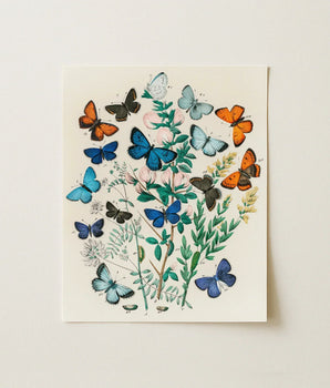 Vintage-style Botanical Print Vibrant Array Butterflies Shades Blue William Forsell Kirby, Victorian Naturalist’s Paradise, European