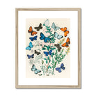 European Butterflies & Moths - William Forsell Kirby Art Print, Framed Botanical Artwork Colorful Butterflies Delicate