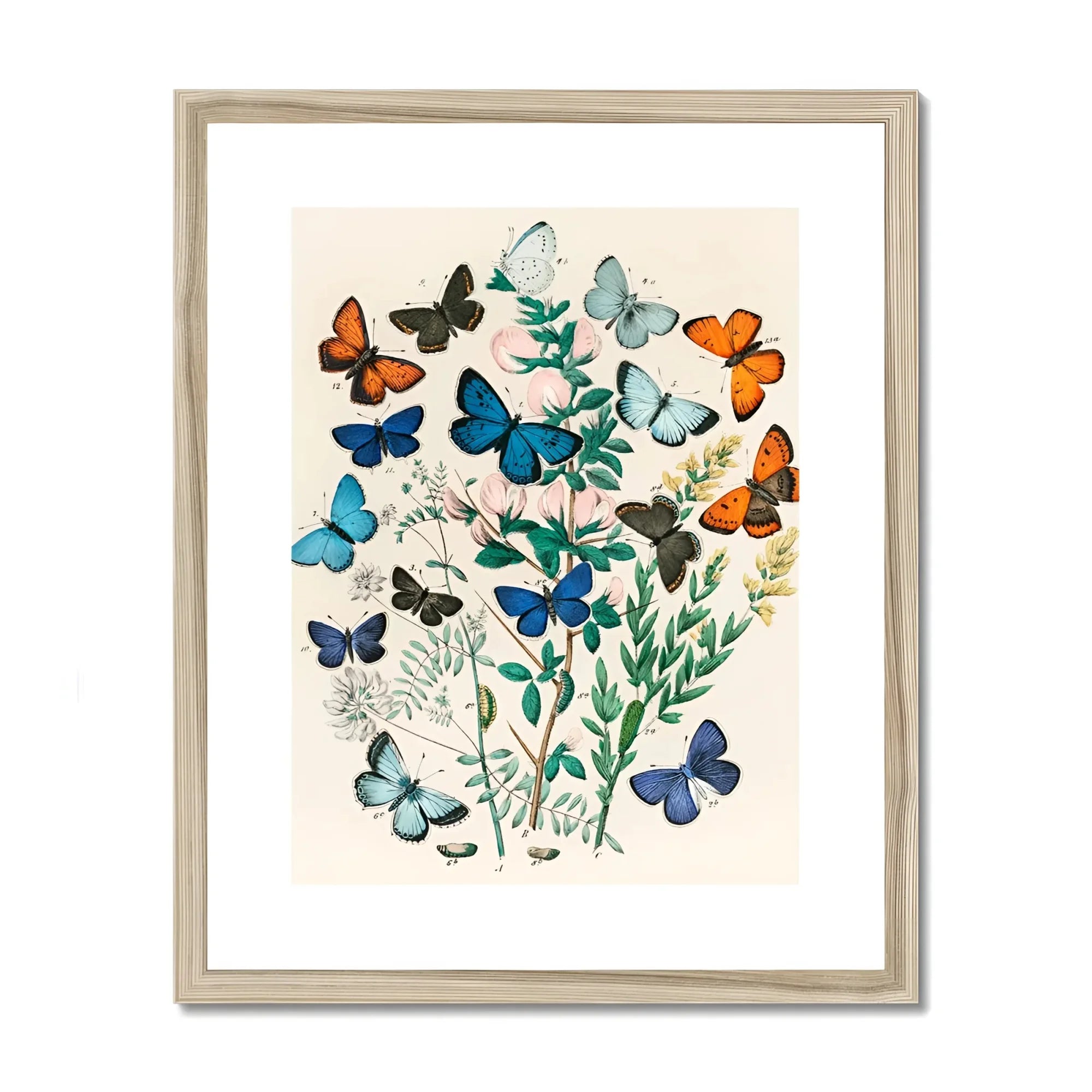 European Butterflies & Moths - William Forsell Kirby Art Print, Framed Botanical Artwork Colorful Butterflies Delicate Foliage