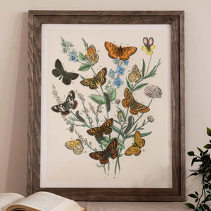 European Butterflies & Moths - William Forsell Kirby Art Print, Framed Botanical Print Colorful Butterflies Flowers