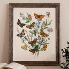 European Butterflies & Moths - William Forsell Kirby Art Print Posters Prints Visual Artwork