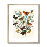 European Butterflies & Moths - William Forsell Kirby Art Print, Framed Botanical Illustration Butterflies Among Delicate Blue Flowers