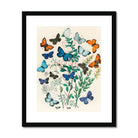 European Butterflies & Moths William Forsell Kirby Art Print, Framed Botanical Illustration Colorful Butterflies Among Delicate Green