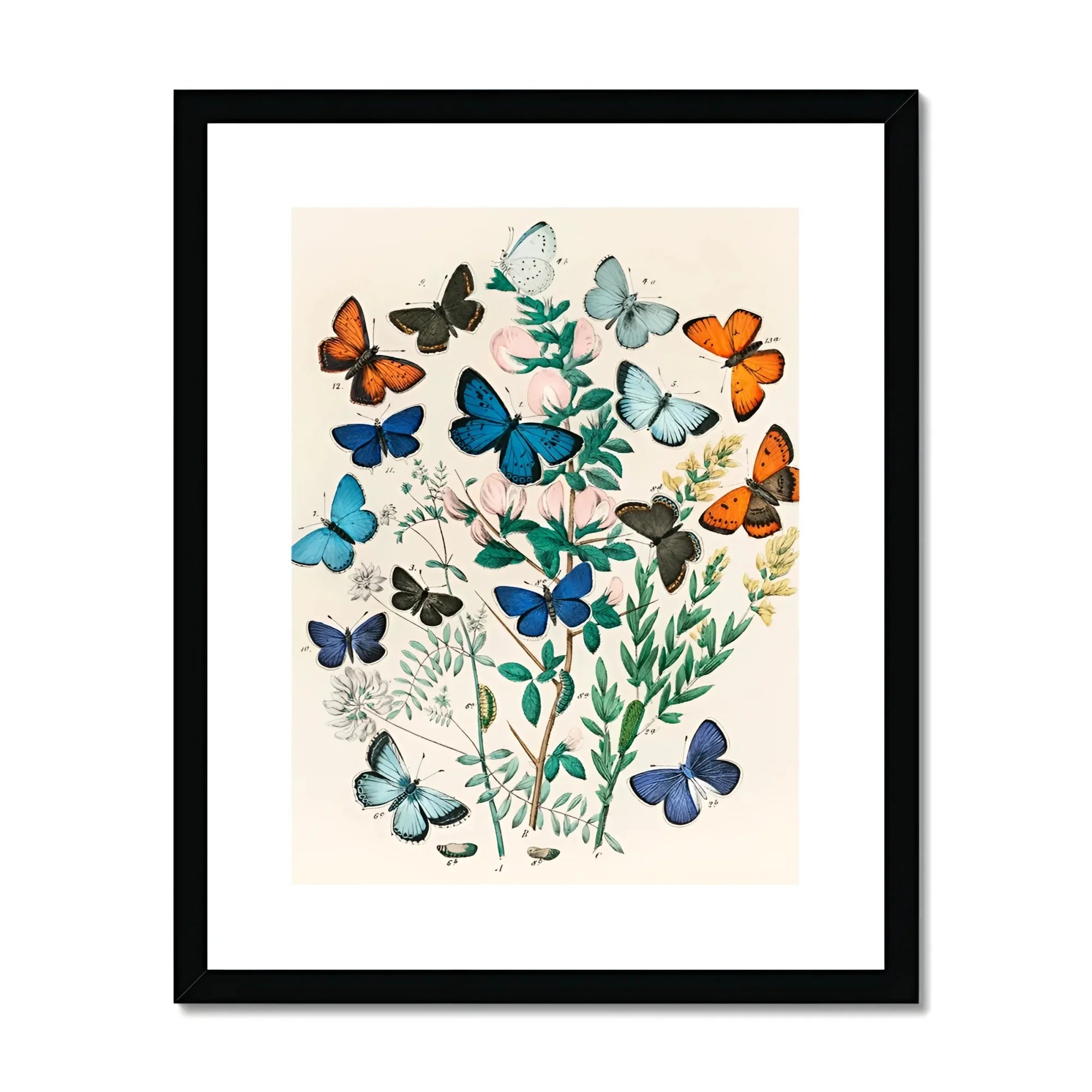 European Butterflies & Moths - William Forsell Kirby Art Print, Framed Botanical Illustration Colorful Butterflies Among Delicate Green