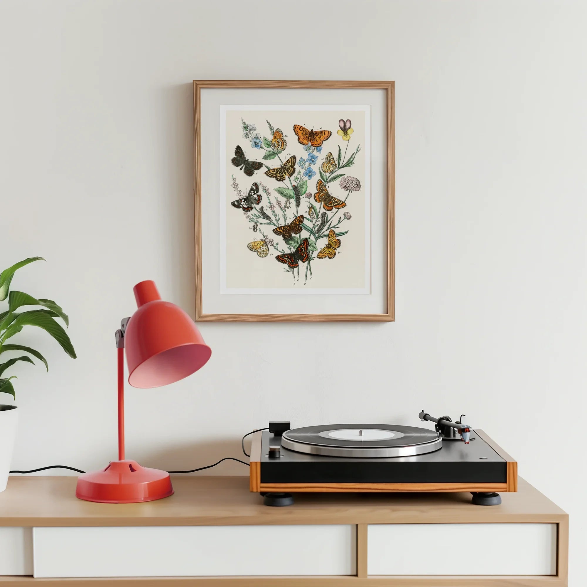 European Butterflies & Moths - William Forsell Kirby Art Print, Record Player Wooden Base Black Platter Cabinet