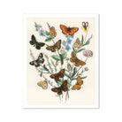 European Butterflies & Moths - William Forsell Kirby Art Print, Vintage Botanical Illustration Butterflies Delicate