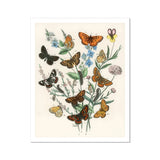 European Butterflies & Moths - William Forsell Kirby Art Print, Vintage Botanical Illustration Butterflies Delicate Flowers Foliage