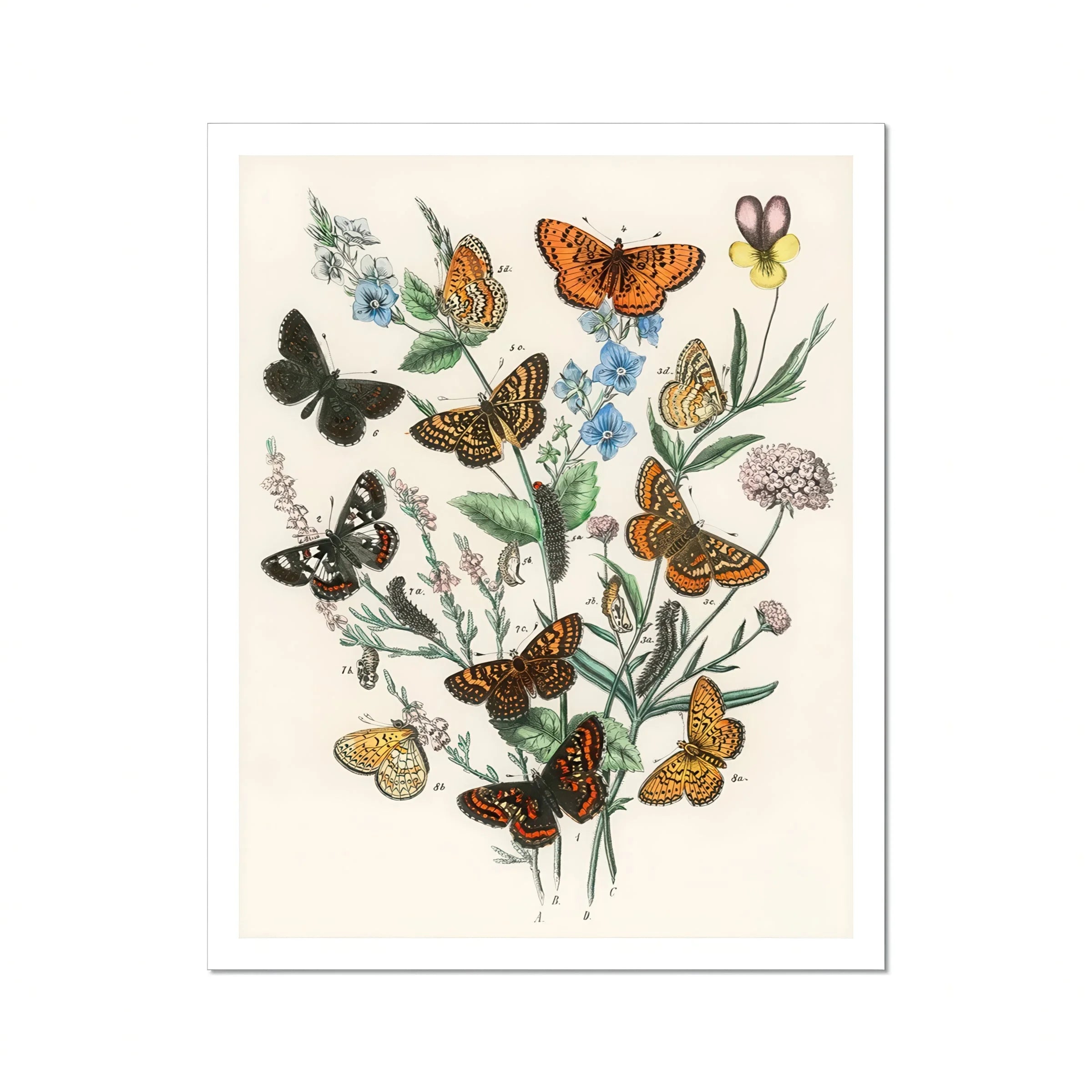 European Butterflies & Moths - William Forsell Kirby Art Print, Vintage Botanical Illustration Butterflies Delicate