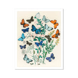 European Butterflies & Moths - William Forsell Kirby Art Print, Vintage Botanical Illustration Colorful Butterflies Among Green Foliage