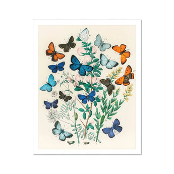 European Butterflies & Moths - William Forsell Kirby Art Print, Vintage Botanical Illustration Colorful Butterflies Among Green Foliage