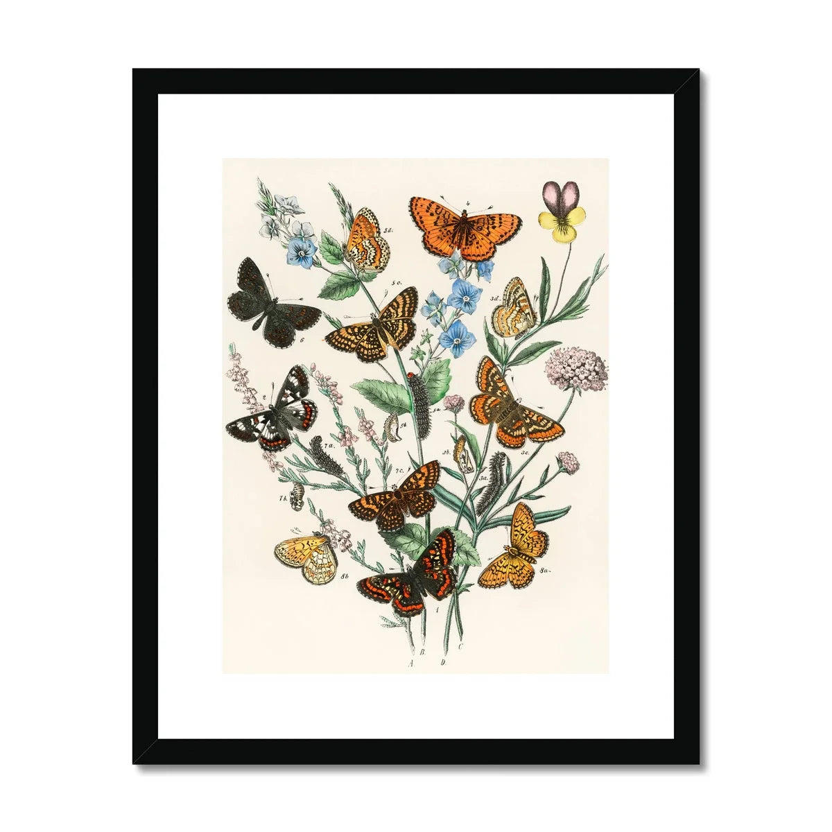 European Butterflies & Moths - William Forsell Kirby Art Print, Vintage Botanical Illustration Butterflies Among