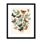 European Butterflies & Moths - William Forsell Kirby Art Print, Vintage Botanical Illustration Butterflies Among