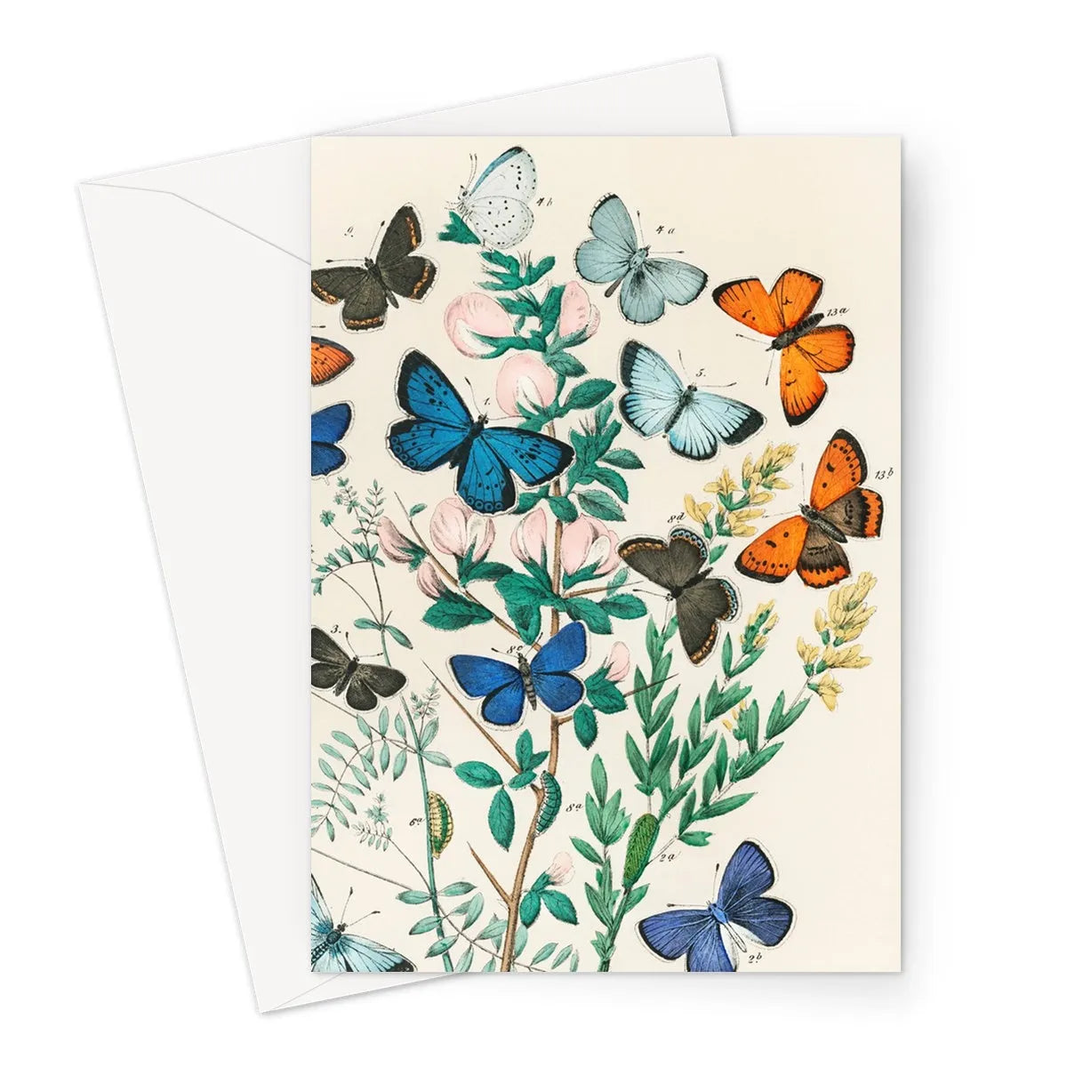 European Butterflies And Moths By William Forsell Kirby Greeting Card - A5 Portrait / 1 Card - Greeting & Note Cards