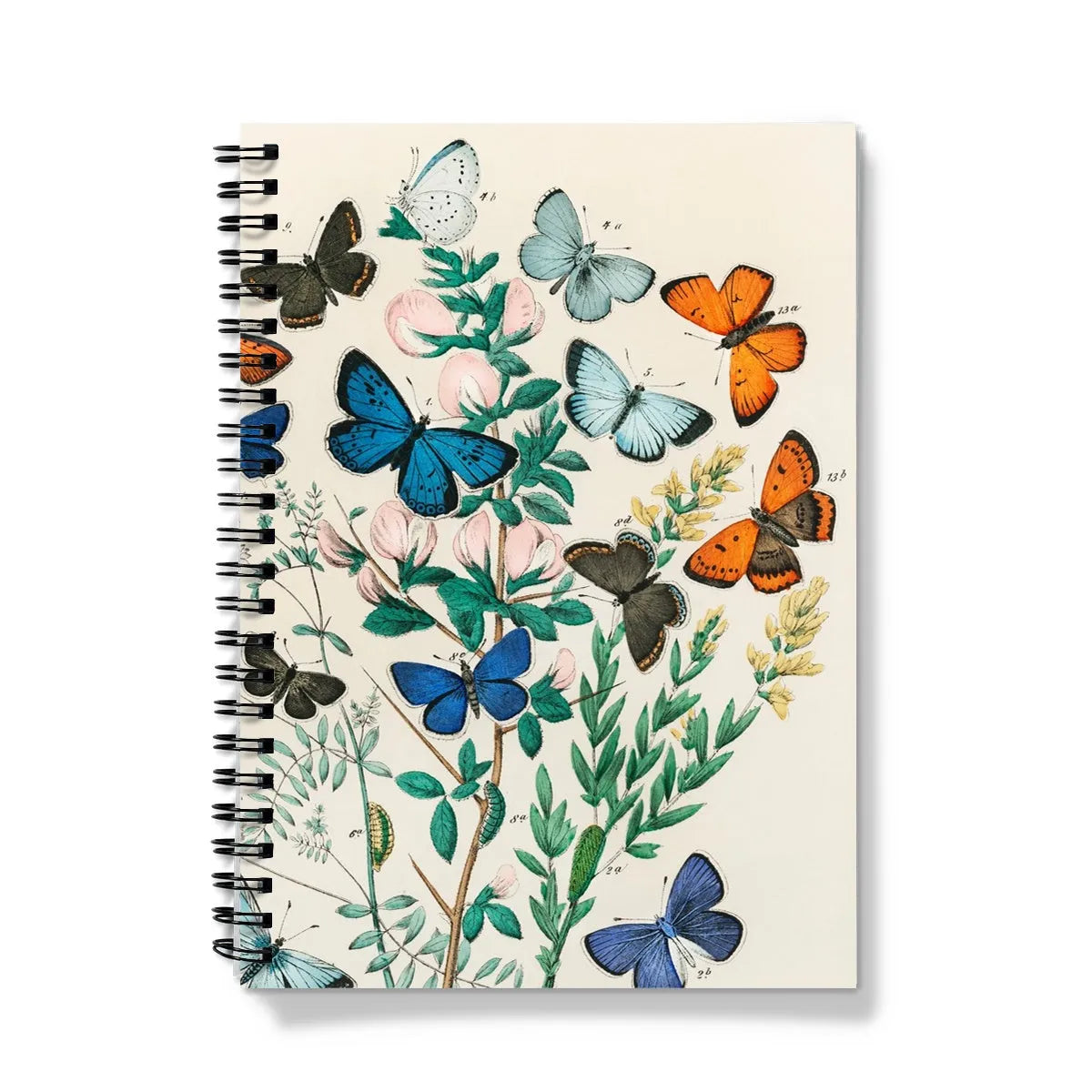 European Butterflies And Moths By William Forsell Kirby Notebook - A5 / Graph - Notebooks & Notepads - Aesthetic Art
