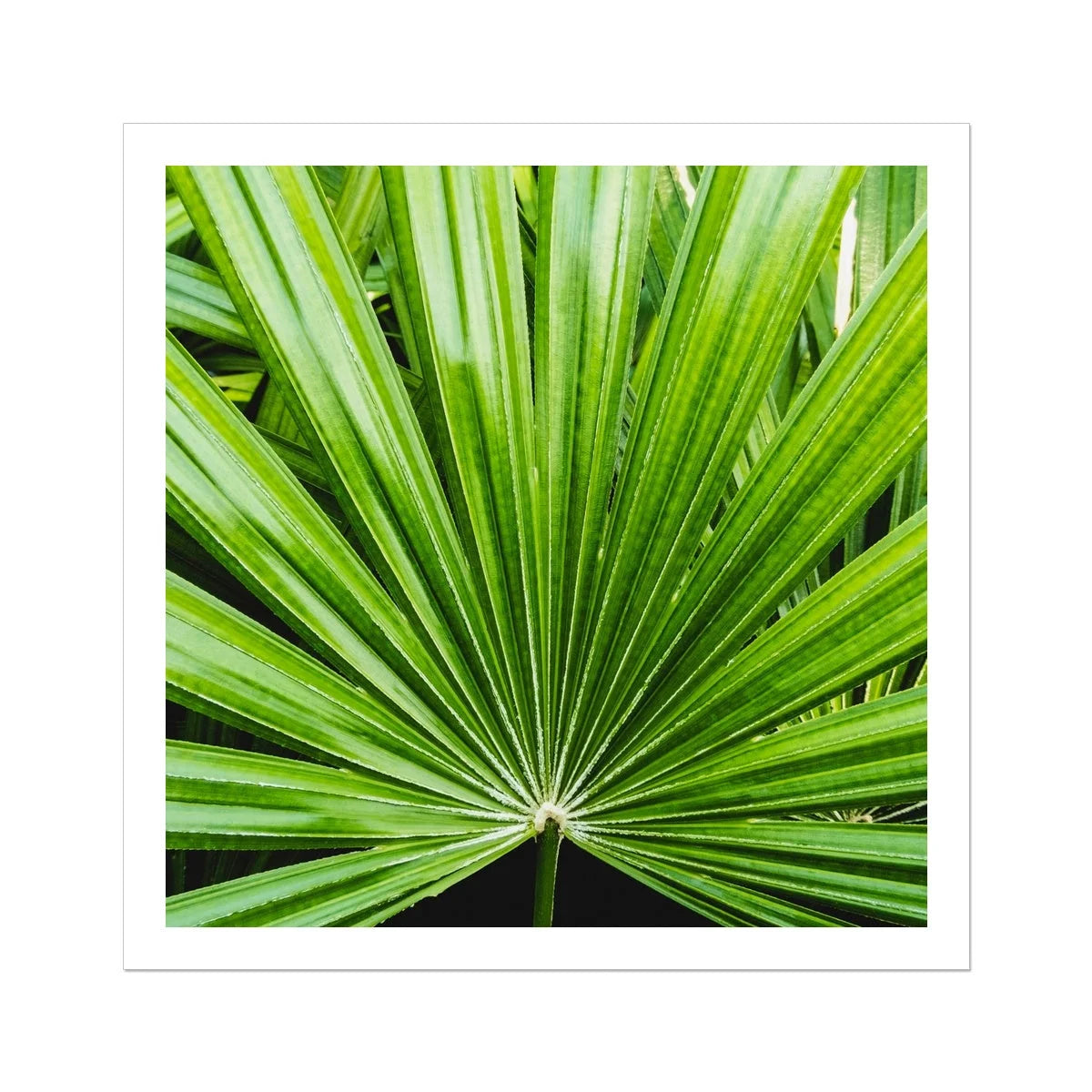 Peacocky - Koh Chang Palm Frond Art Print 30’’x30’’ Posters Prints & Visual Artwork