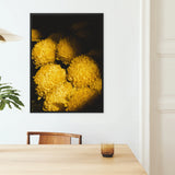 Field of Dreams - Golden Chrysanthemums Framed Canvas, Framed Artwork Vibrant Yellow Chrysanthemums Dark Background