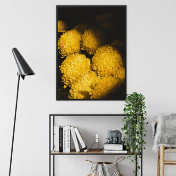 Field of Dreams - Golden Chrysanthemums Framed Canvas, Dramatic Photograph Vibrant Yellow Chrysanthemums Dark Background